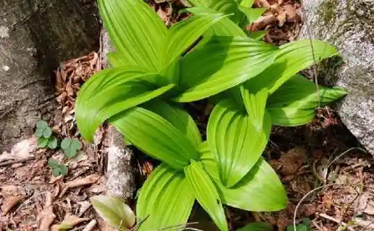 寒葱加上它,每天洗一次脸,21天就可淡化色斑!