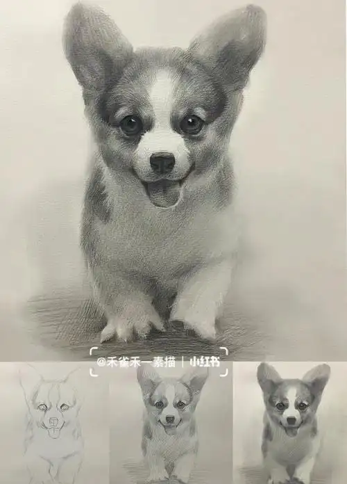 素描动物–柯基详细图文