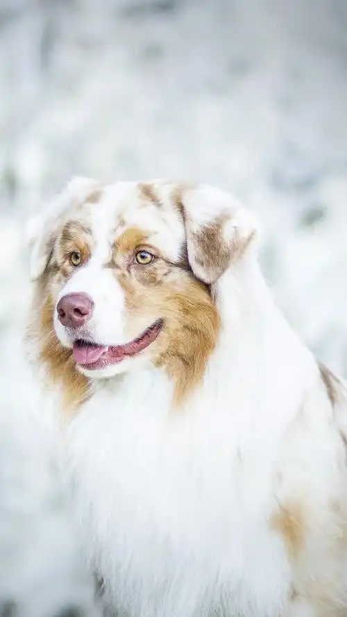 可爱宠物狗狗图片合集高清手机壁纸