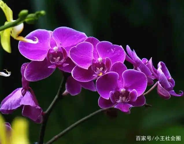 各种漂亮的花图片大全(各种漂亮的花图片大全梅花)