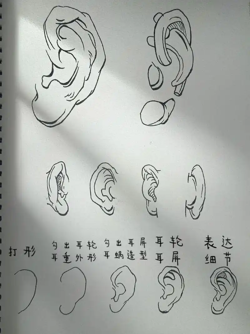 分享一期关于耳朵的绘画练习.#图文伙伴计划 #绘画 #简笔画 - 抖音