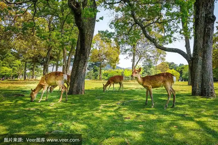 梅花鹿,日本,奈良公园,休闲场,奈良县