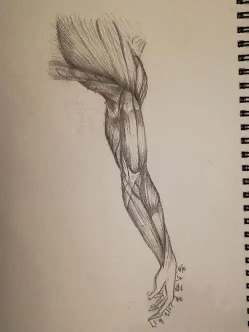 手臂肌肉图解 - 知乎