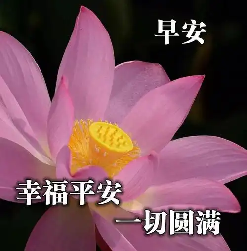 原创大家早上好问候语图片表情专辑早晨最经典的早安祝福语带图片