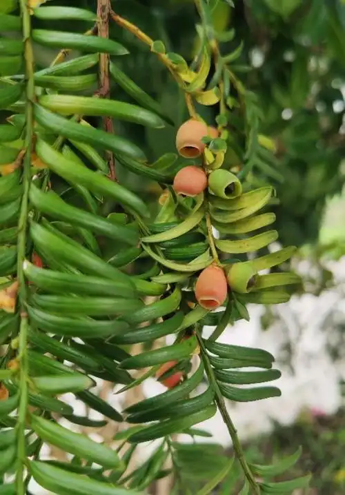 遵义的红豆杉果实成熟了