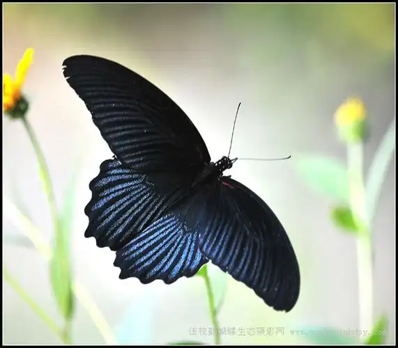 美凤蝶 papilio memnon linnaeus