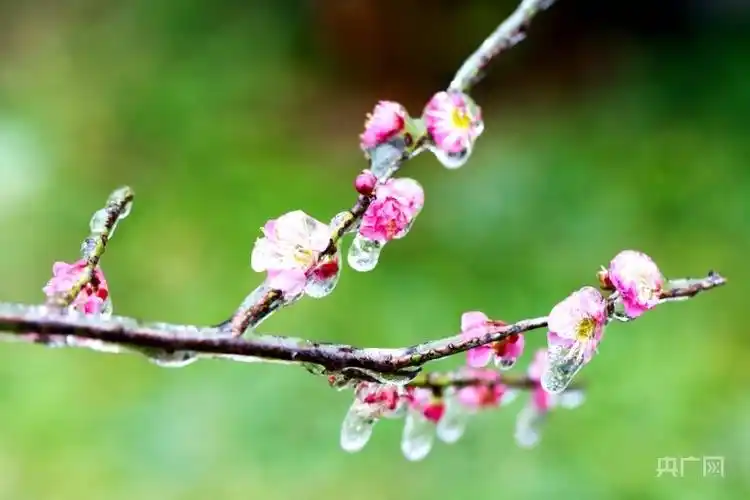 发现春之美|梅花冰雪迎春 游人踏香来_腾讯新闻