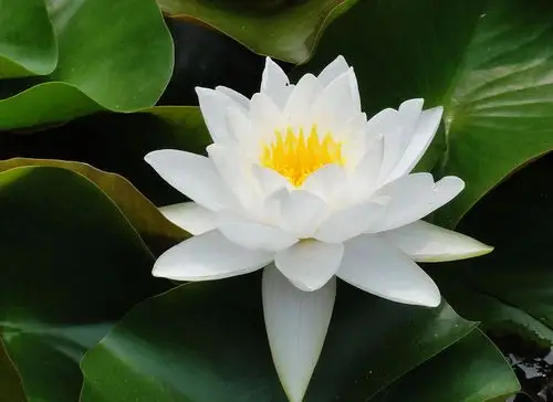 出淤泥而不染的莲花 彰显了佛教理念的十种善法