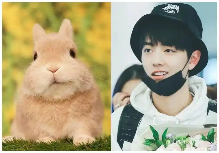 有种"可爱"叫肖战,和兔子比呆萌,粉丝立马收藏为表情包