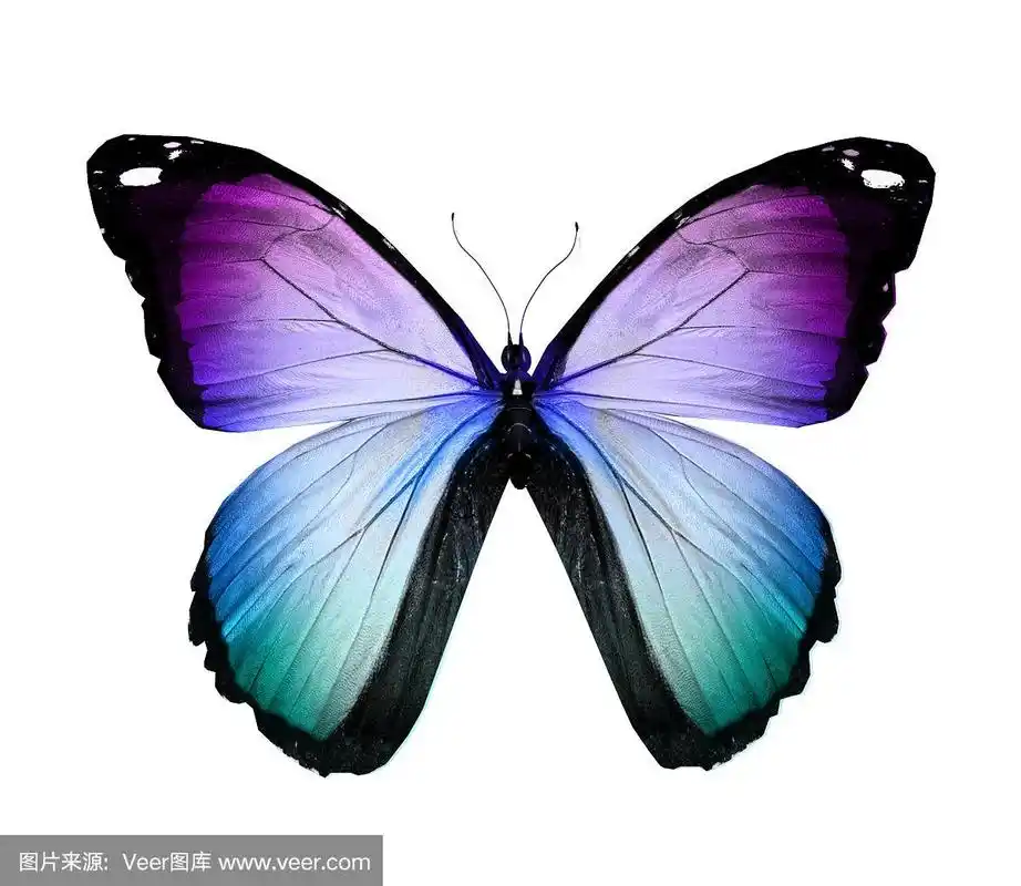 蓝紫色蝴蝶,孤立在白色