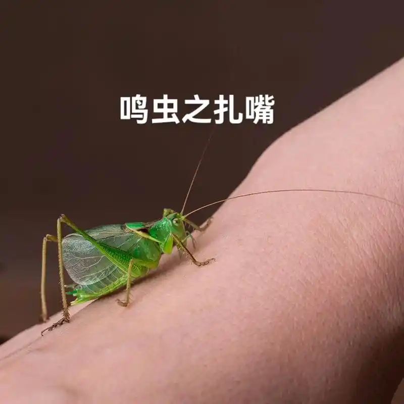 扎嘴学名鼓翅鸣螽,是螽斯科的一类动物.它通体绿色,体型与蝈蝈 - 抖音