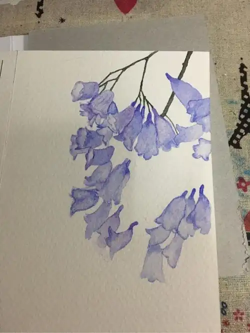 水彩画一束蓝花楹一种浪漫又美丽的花