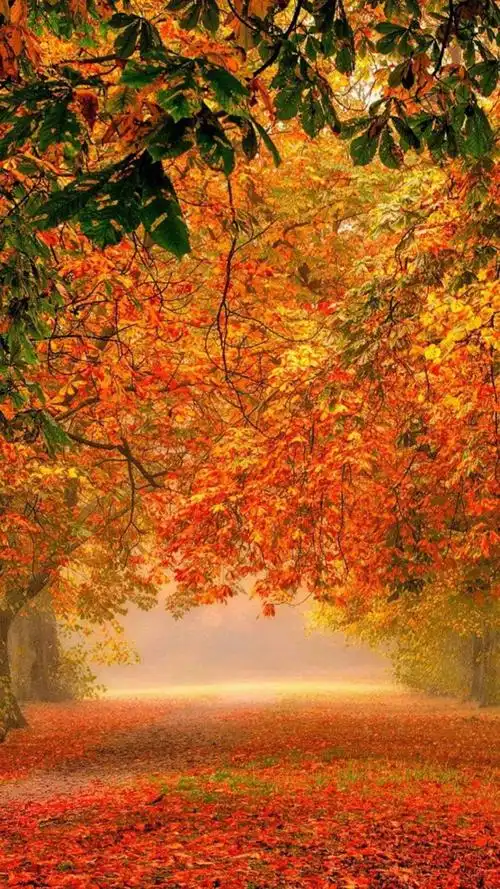 唯美秋季风景,高清图片,手机锁屏桌面-壁纸族