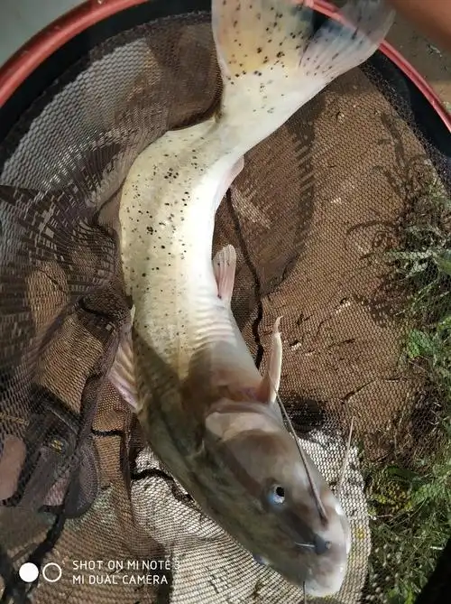 东江钓上来的花钳鱼,大概6-7斤,有人收吗?