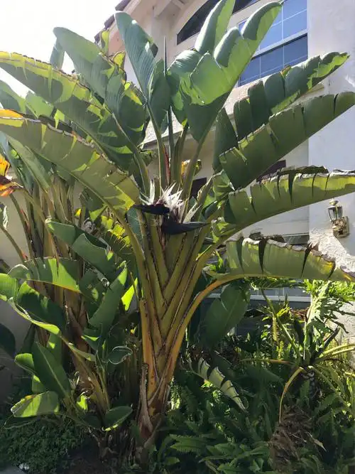 全网唯一尼古拉鹤望兰白花天堂鸟开花啦