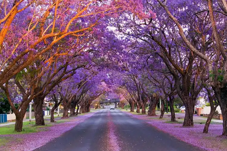 澳大利亚最美的季节,蓝花楹遍布大街小巷,美得让人动心
