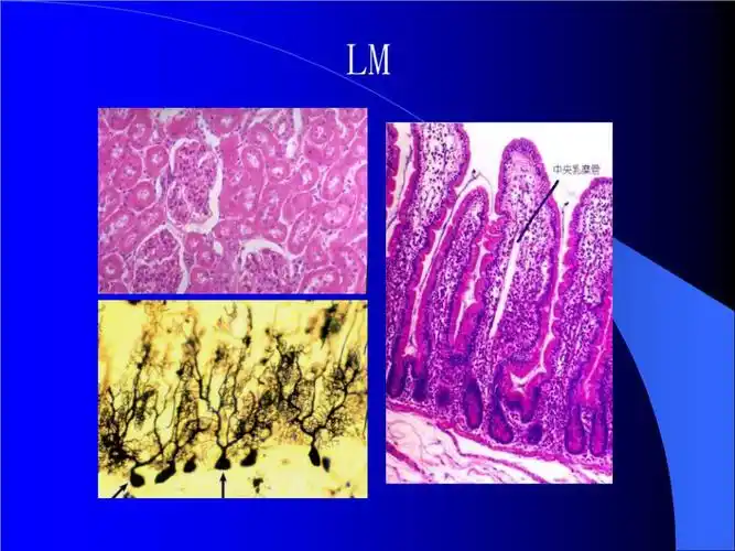 基本组织理论与实验ppt