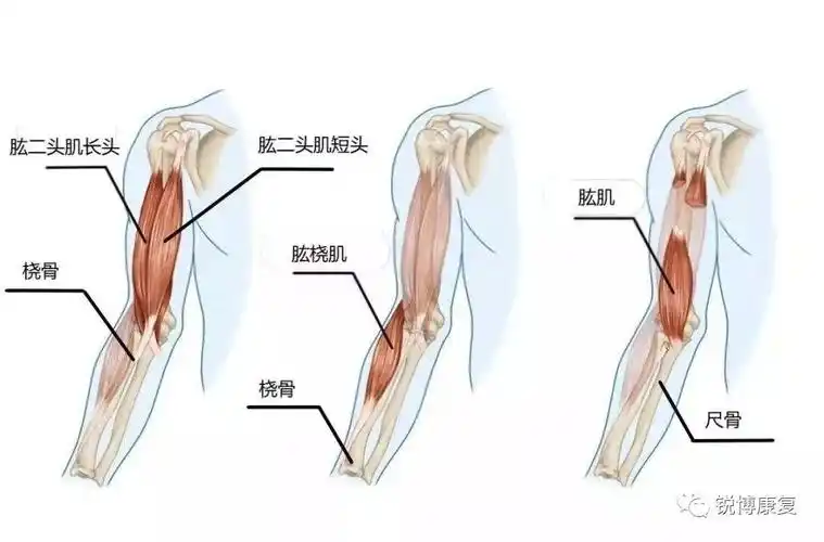 肱二头肌肌腱损伤01产生肩痛常见的原因有以下几种:当你确定用卧推的