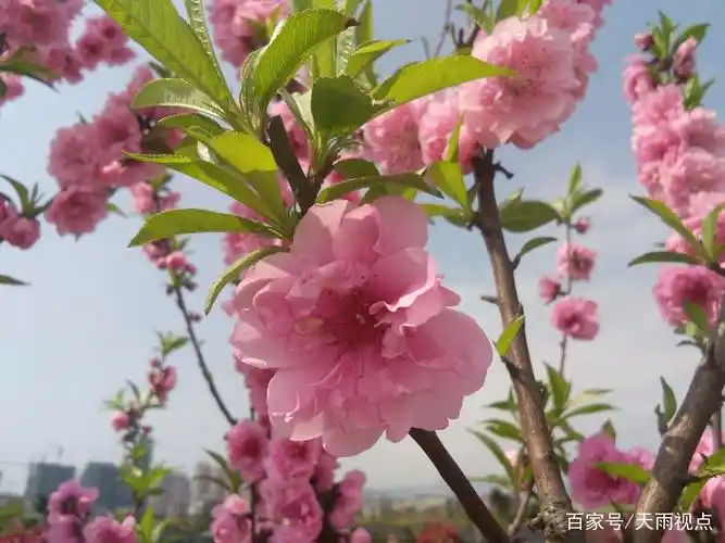 美丽桃花园共赏桃花情