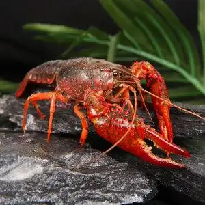 小龙虾鲜活特大清水养殖水产品活体新鲜江苏盱眙龙虾包邮