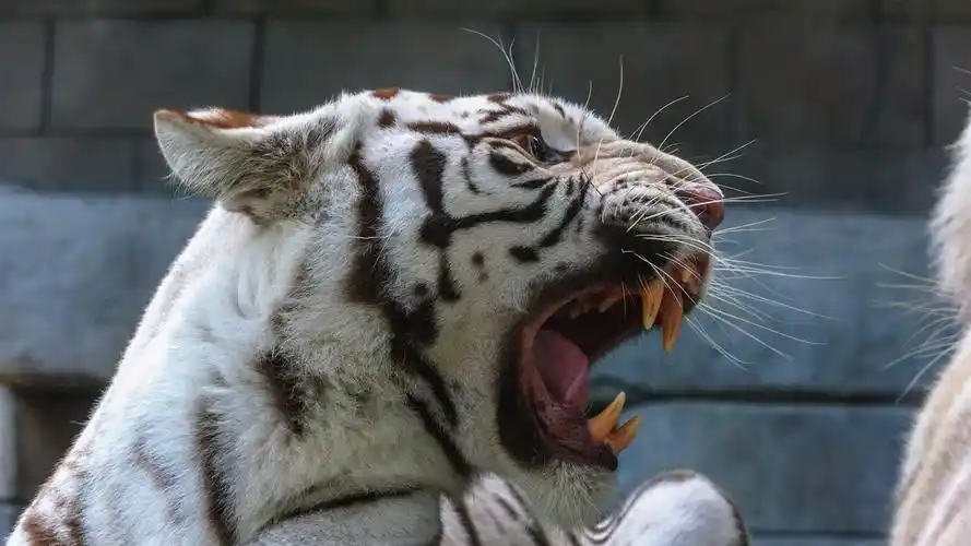 白老虎愤怒,咆哮,捕食者 壁纸 - 1366x768