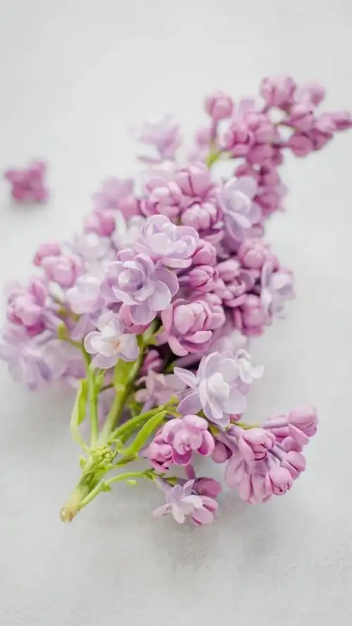 小清新文艺生活随景