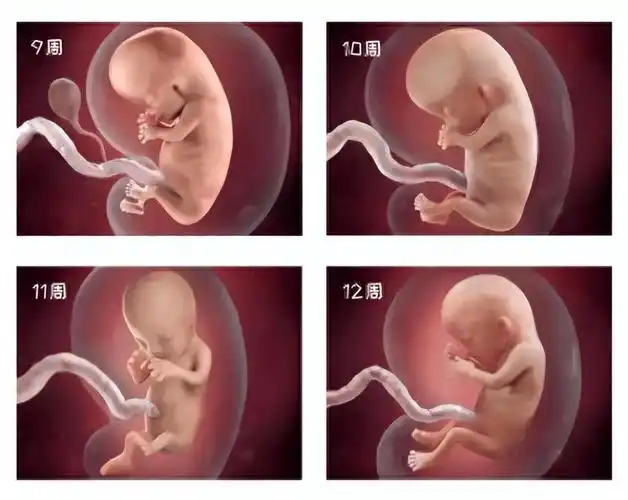 一组生命起源图揭开人类成长的奥秘_妈妈_胎儿_宝宝