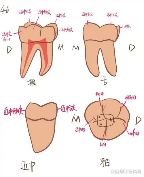 口腔医学生画牙之下颌第一磨牙@寒江听风雨的动态