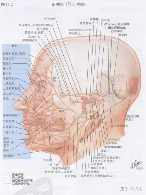 面神经的定位诊断