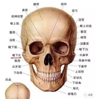 下颌缘位置图片_整形达人问答