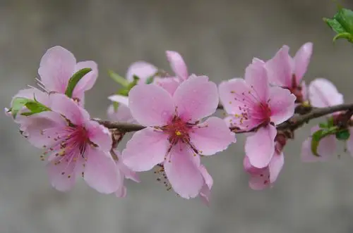 小雨后,拍桃花!