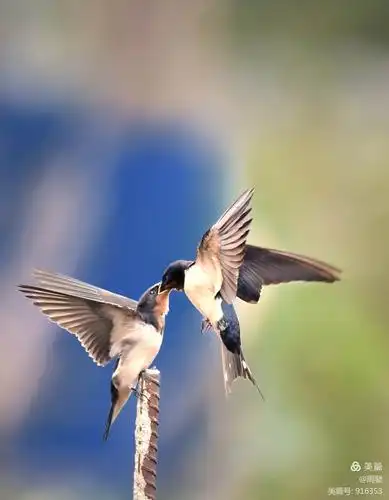 燕子亲情喂食