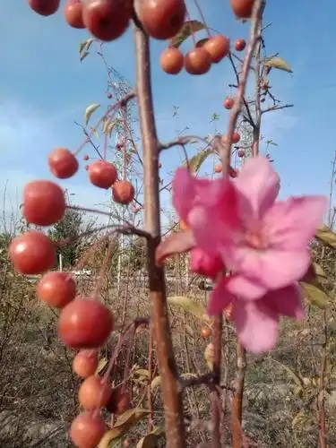 石河子一果树苗圃中秋节前挂果的海棠树上二次开花,花果同枝太美了.