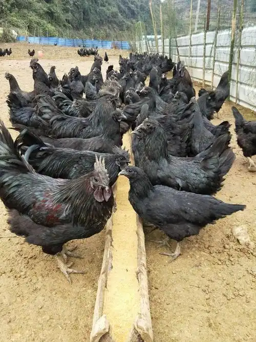 昔日土乌鸡 今朝黑凤凰