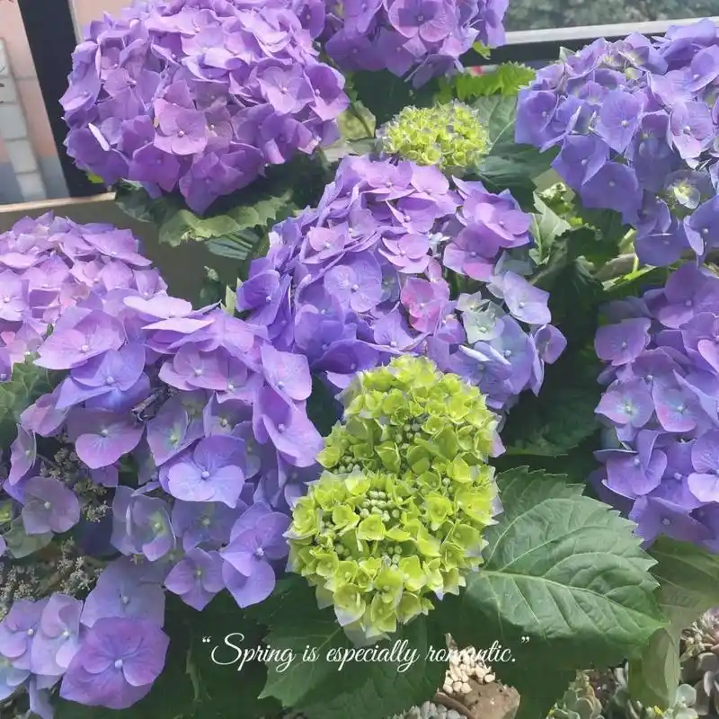 绣球养护重点94|||94绣球花的花语是"希望,忠贞 - 抖音