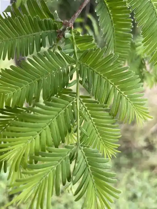 观察一棵树-水杉(25)_枝条_叶子_树木