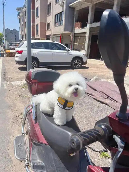 宁可坐在电瓶车上笑也不要在宝马车里哭的狗