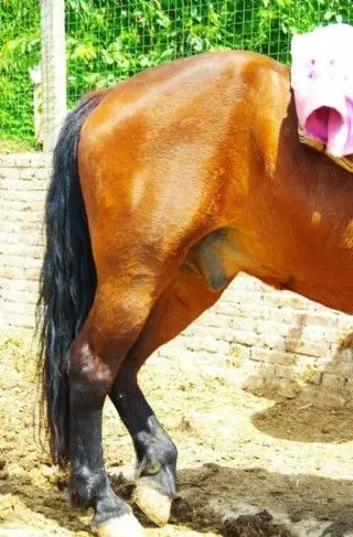 公马器官公马鸡鸡