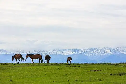新疆细毛羊和伊犁马