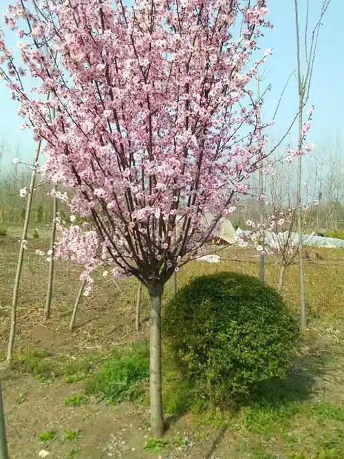 哪里有卖美人梅 美人梅价格 美人梅树 工程美人梅花 基地