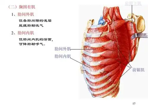 肋间内肌 前锯肌