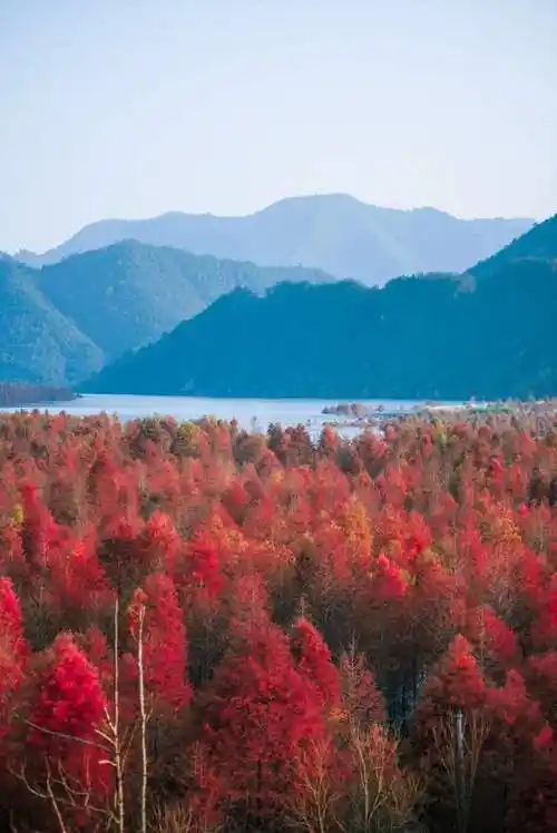 红叶指数65皖南川藏线最美景色之落羽红杉林已进入最佳观赏期