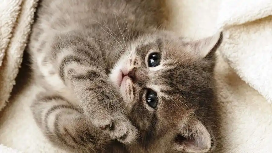 萌宠喵星人可爱写真,高清图片,电脑桌面-壁纸族