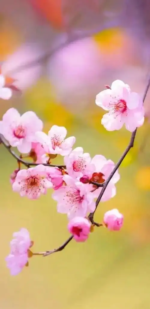 高清壁纸|植物花卉,治愈养眼,小清新唯美