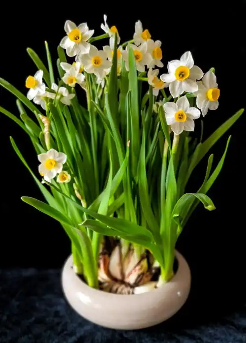 辛丑春节到,水仙花盛开.