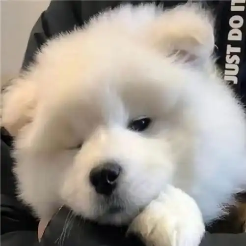 我不懂为什么憨憨的微笑天使会上禁养名单#狗狗 ##萨摩耶##头像