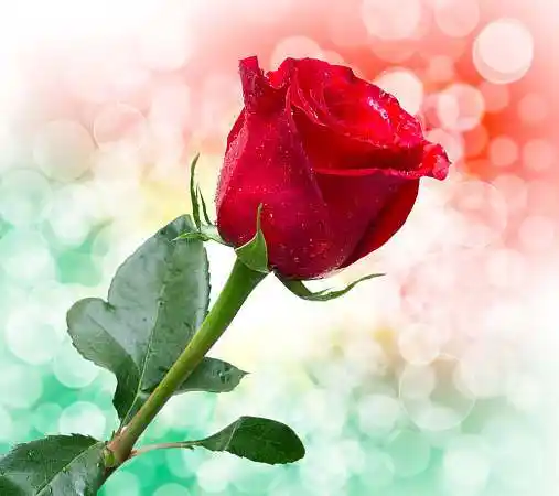 玫瑰花图片_图片大全