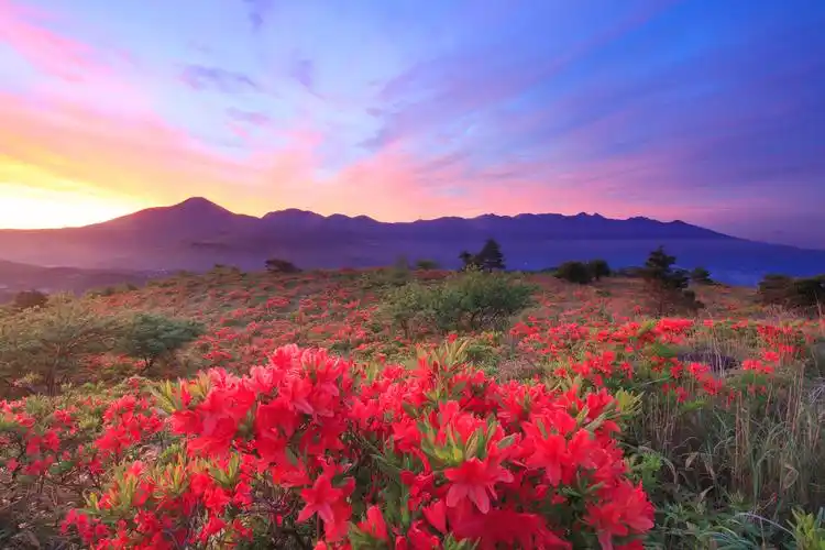 杜鹃花开映山红