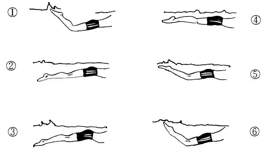游泳技术与练习方法 蝶泳 (butterfly)