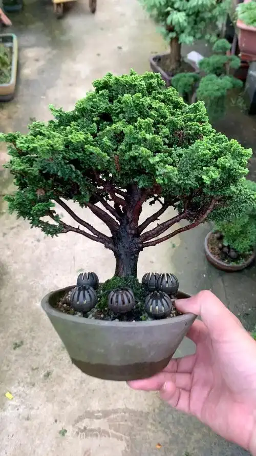 矮霸石化桧盆景